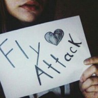 Fly Attack