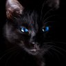 Чёрный_Котейка