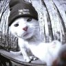 hellhaund